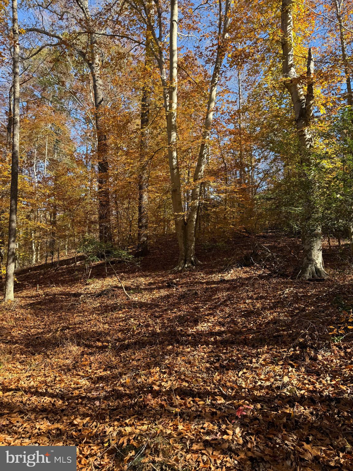 0 Old Sycamore Road Charlotte Hall, MD 20622 - Photo 4 of 6 a view of a yard with trees