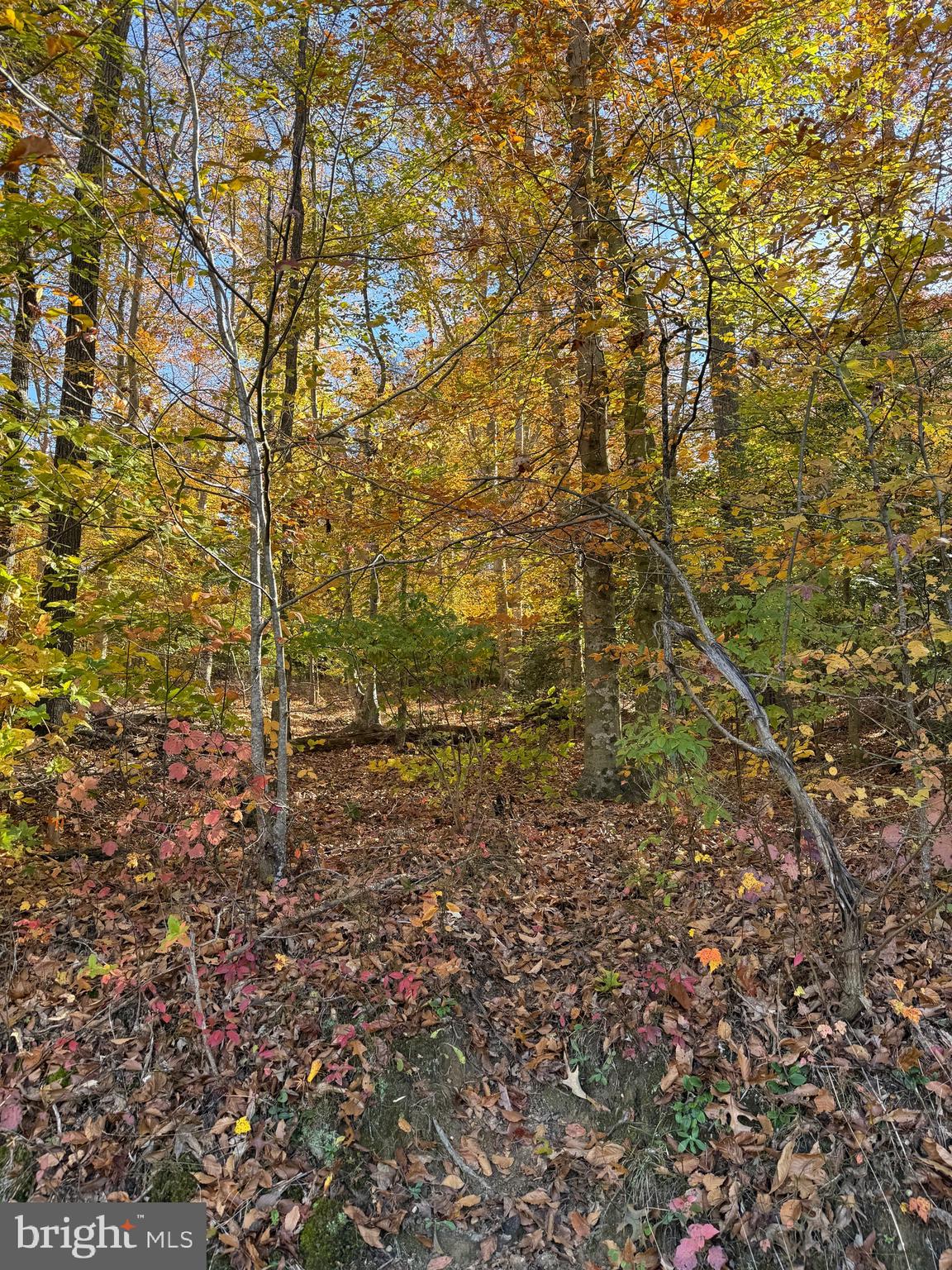 0 Old Sycamore Road Charlotte Hall, MD 20622 - Photo 5 of 6 a view of a yard with plants and trees