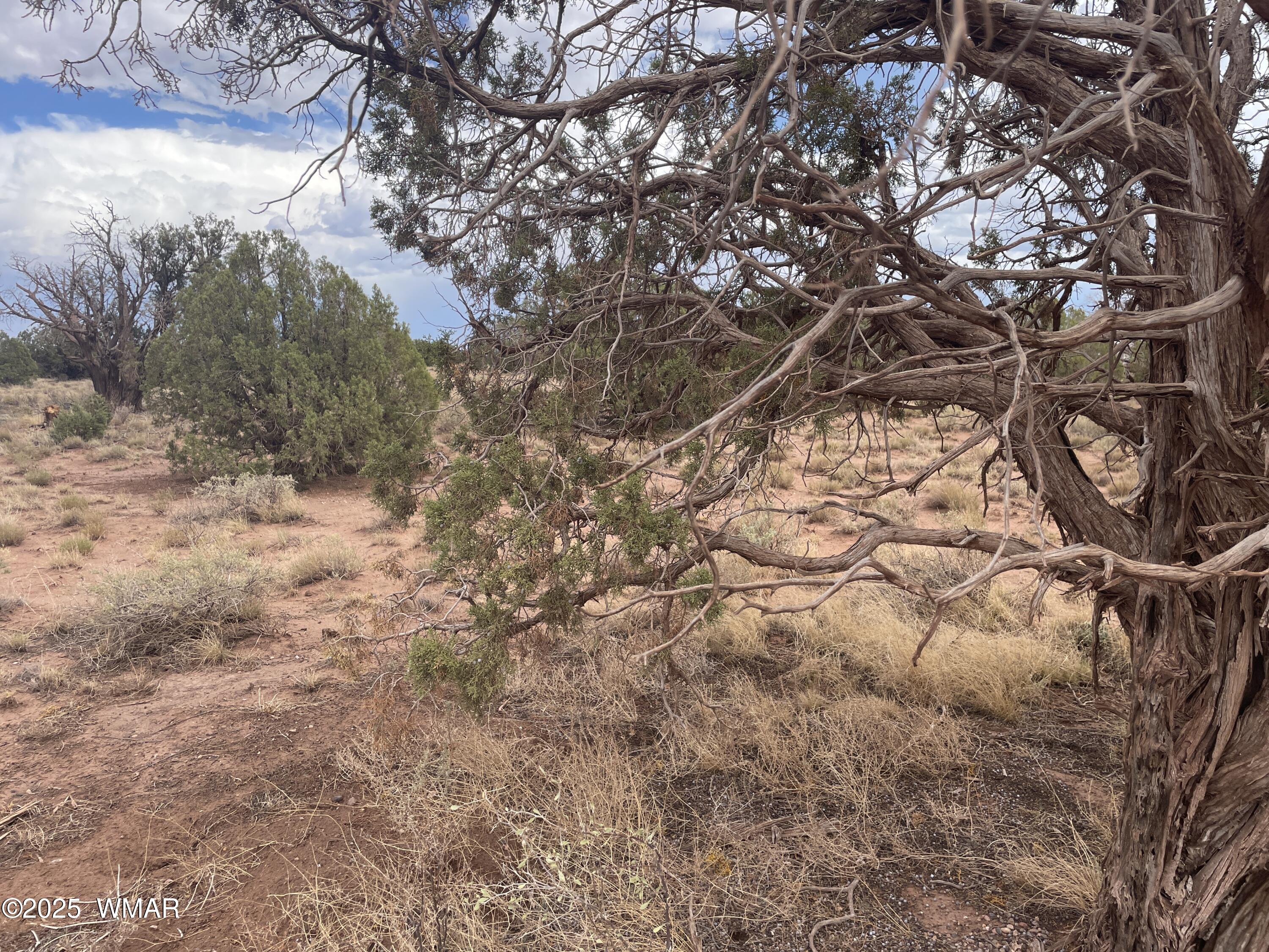 4253 Clydesdale Road Snowflake, AZ 85937 - Photo 7 of 12 a view of a tree in a yard