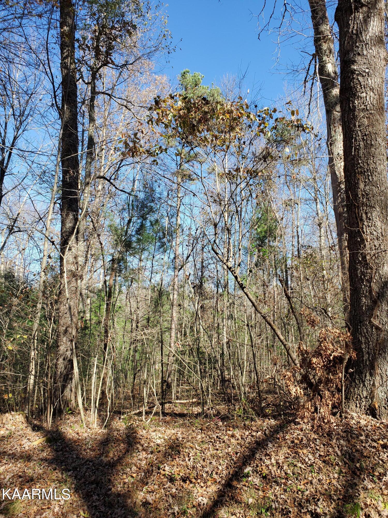 Lot 2 Cole Place Road Allardt, TN 38504 - Photo 1 of 7 zenithlot2