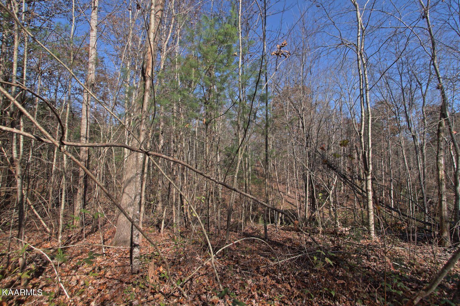 Lot 2 Cole Place Road Allardt, TN 38504 - Photo 5 of 7 lot2A