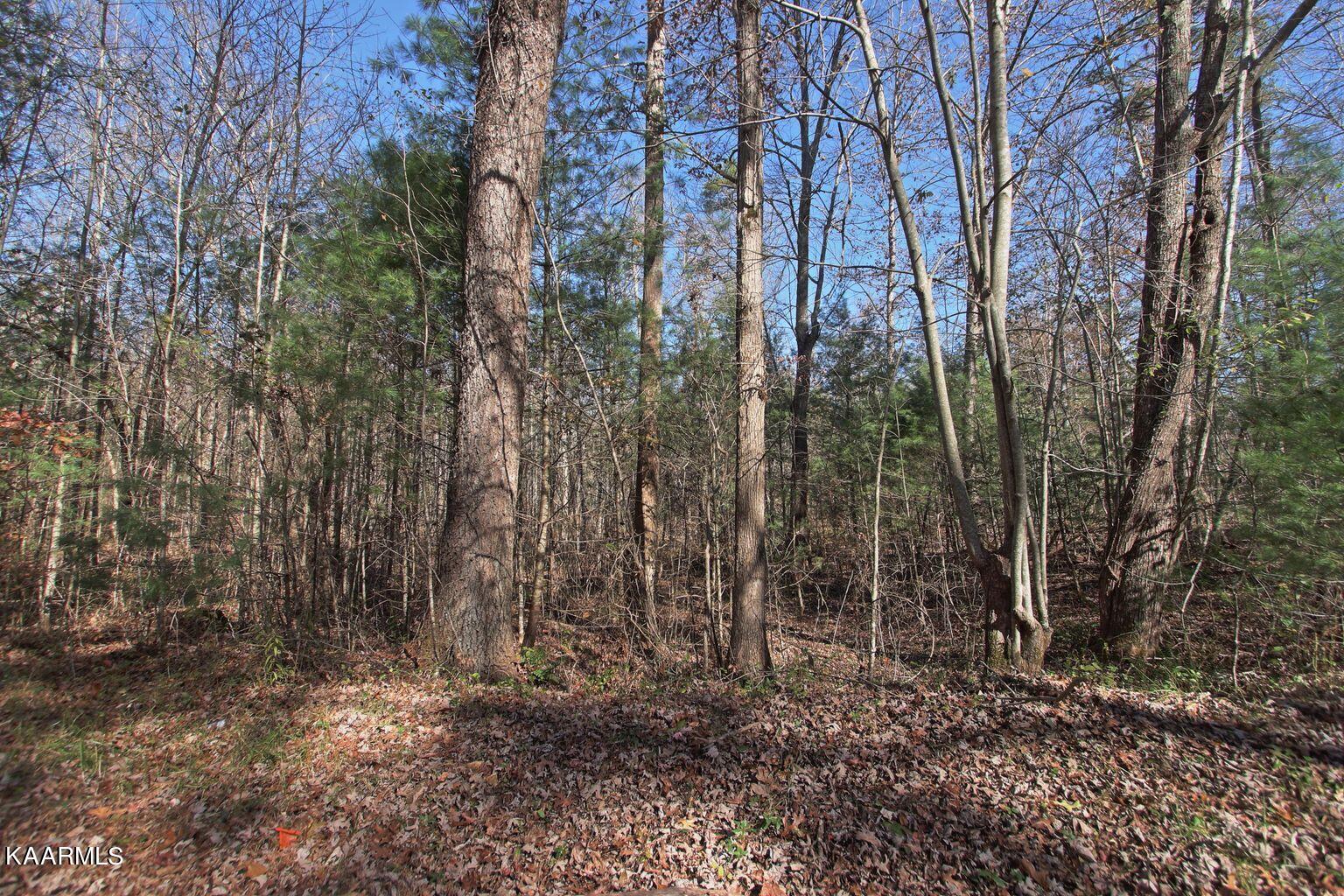 Lot 2 Cole Place Road Allardt, TN 38504 - Photo 6 of 7 lot2B
