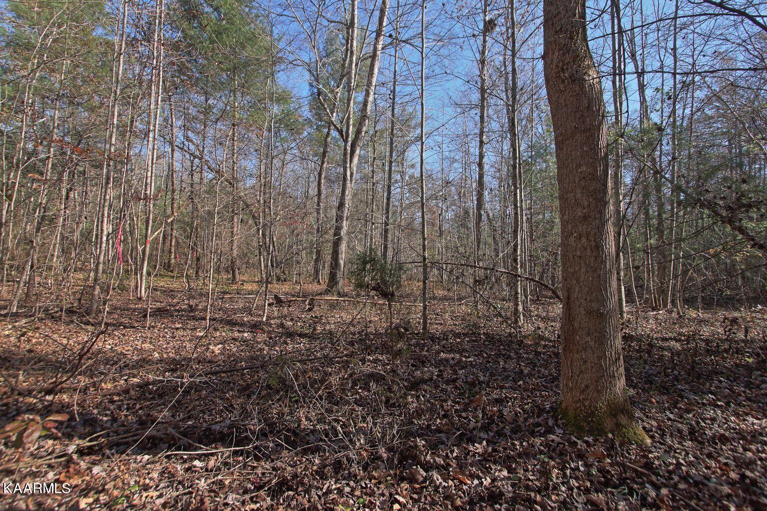 Lot 2 Cole Place Road Allardt, TN 38504 - Photo 7 of 7 lot2C