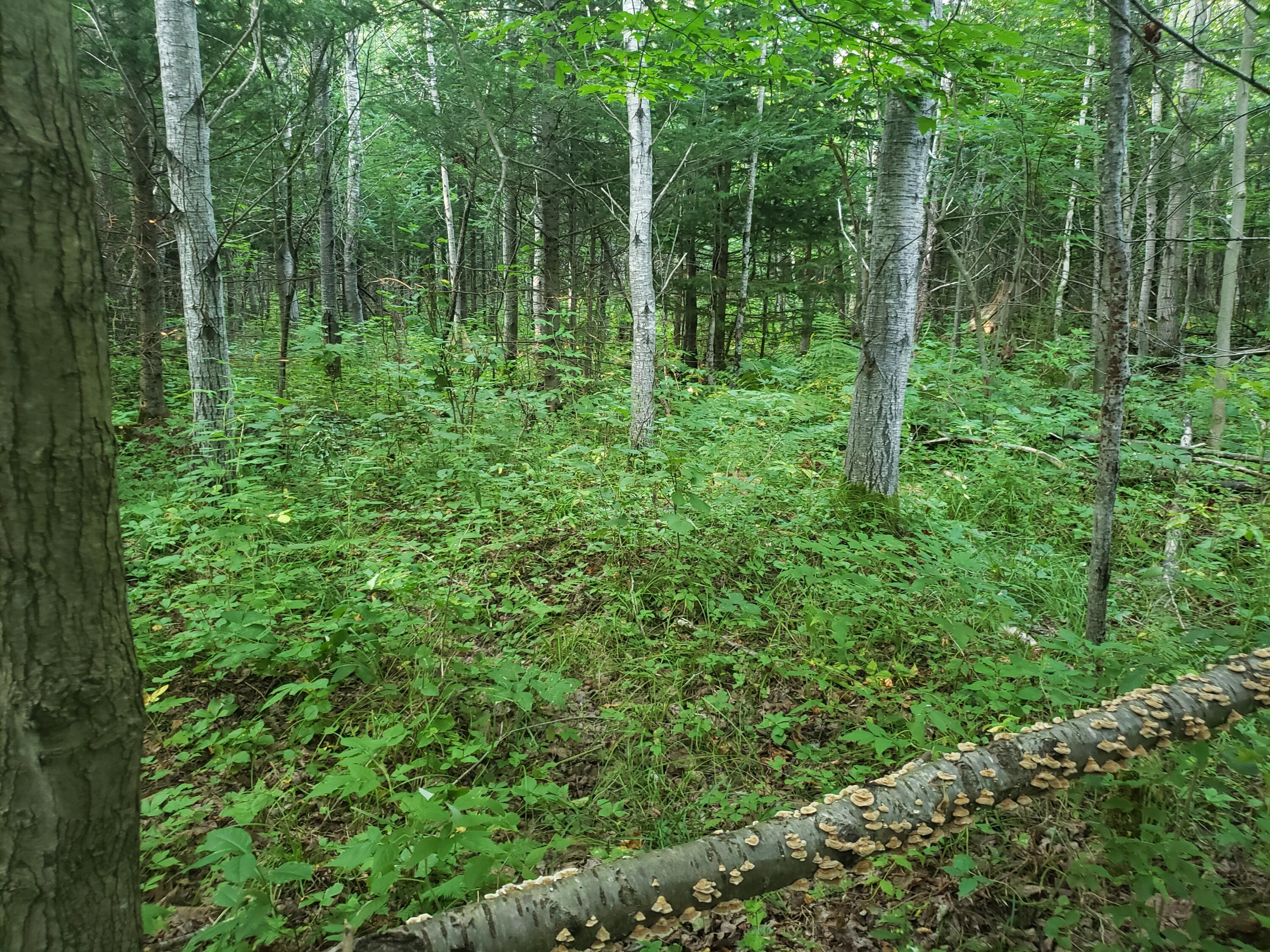 16706 Camp A Road Curtis, MI 49820 - Photo 9 of 13 Gallery Image 9