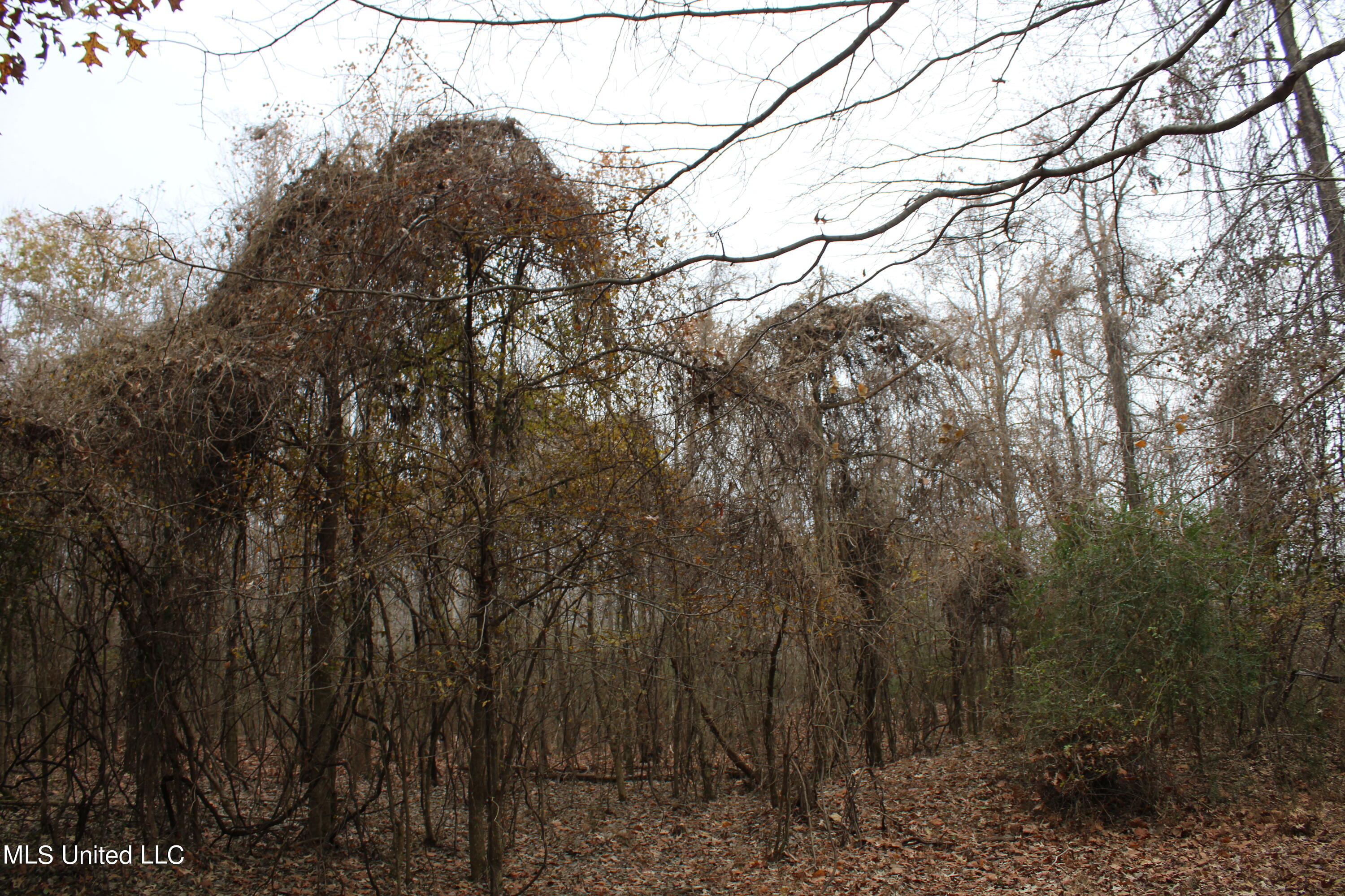 4 Gardner Road Holly Springs, MS 38635 - Photo 5 of 10 IMG_0499
