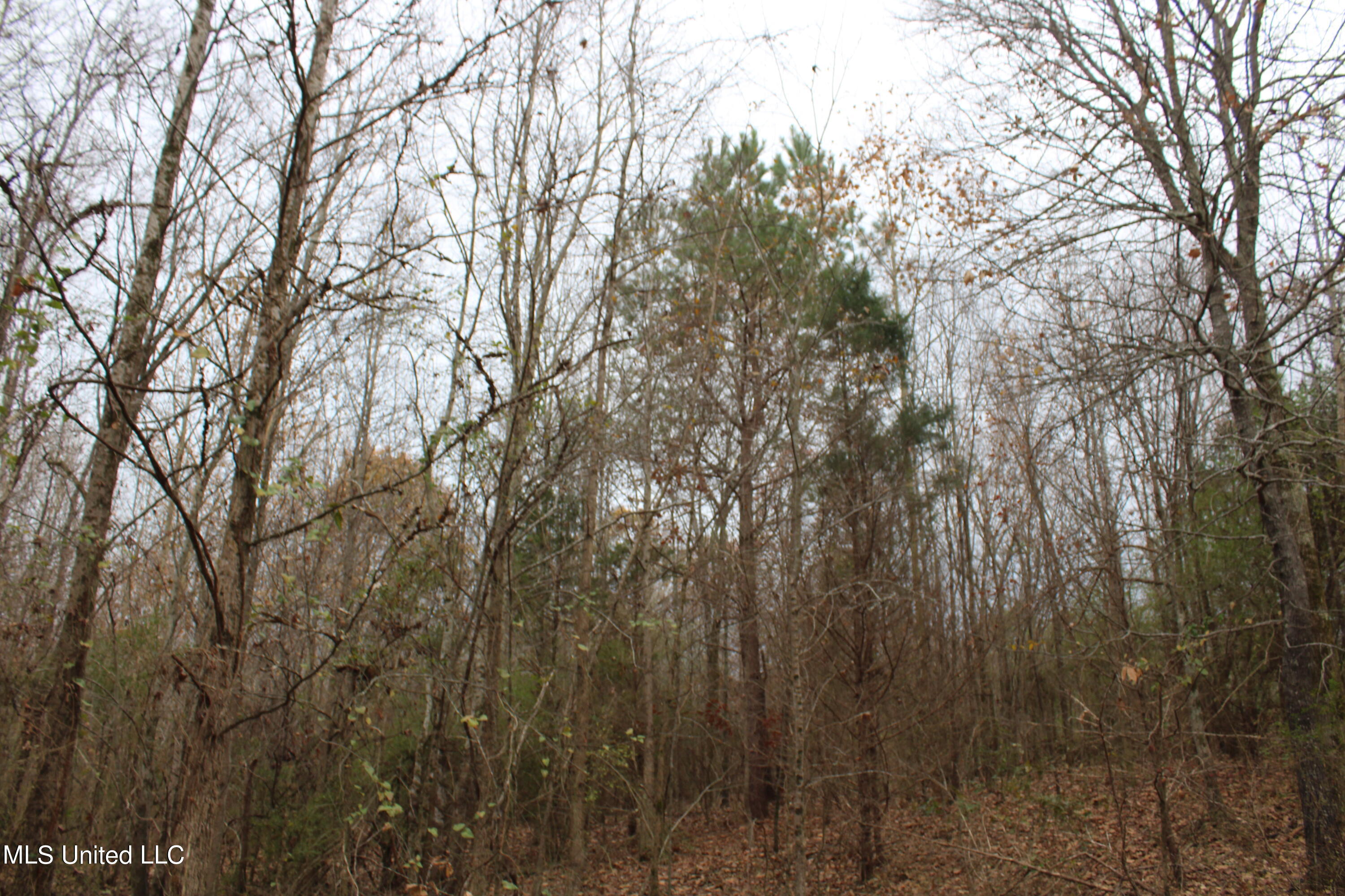 4 Gardner Road Holly Springs, MS 38635 - Photo 9 of 10 IMG_0507