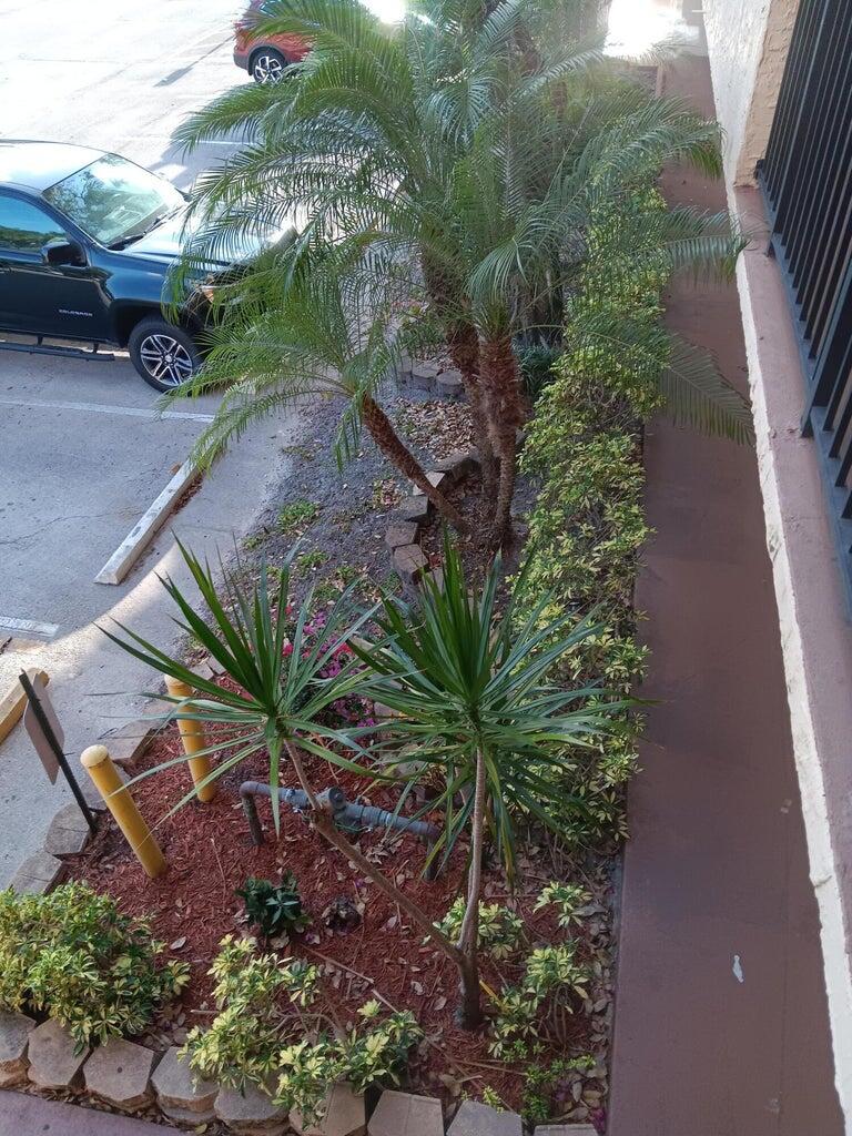 3450 Blue Lake Drive, Unit 204 Pompano Beach, FL 33064 - Photo 18 of 18 a picture of plants