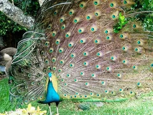 $6,250,000 | 7947 Fisher Island Drive, Unit 7947, Miami Beach, FL 33109