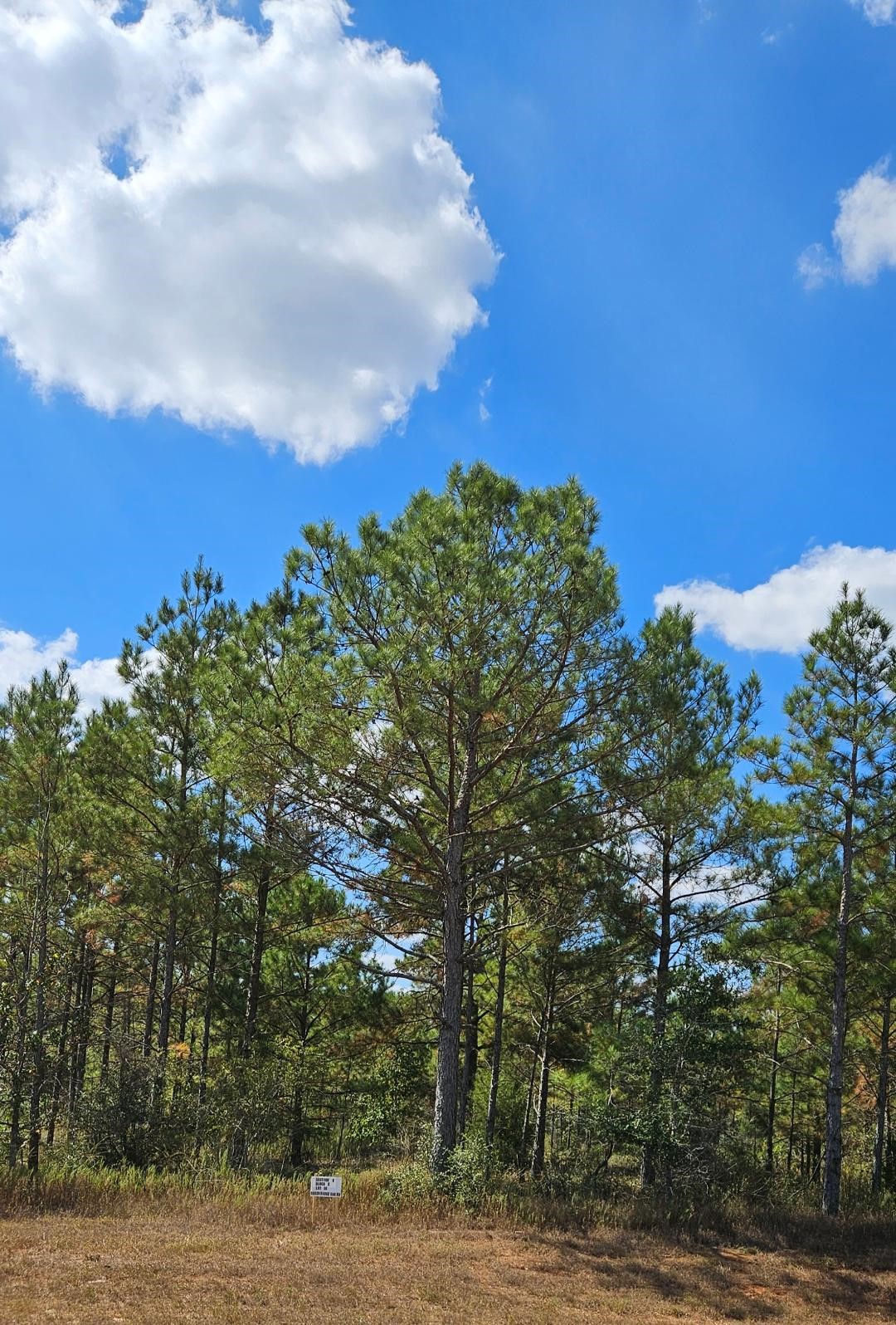 16029 Ridge Oak Road Willis, TX 77378 - Photo 3 of 10