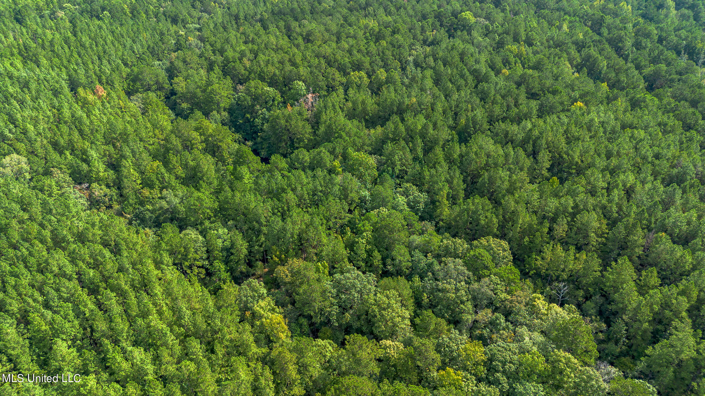 0 Ben Sones Road Lumberton, MS 39455 - Photo 7 of 14 Lumberton (10) (1)