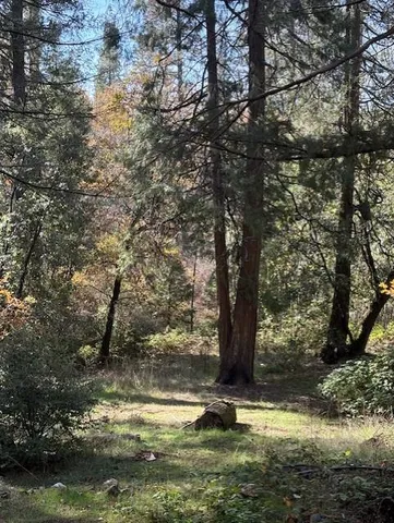 a view of a tree in a yard