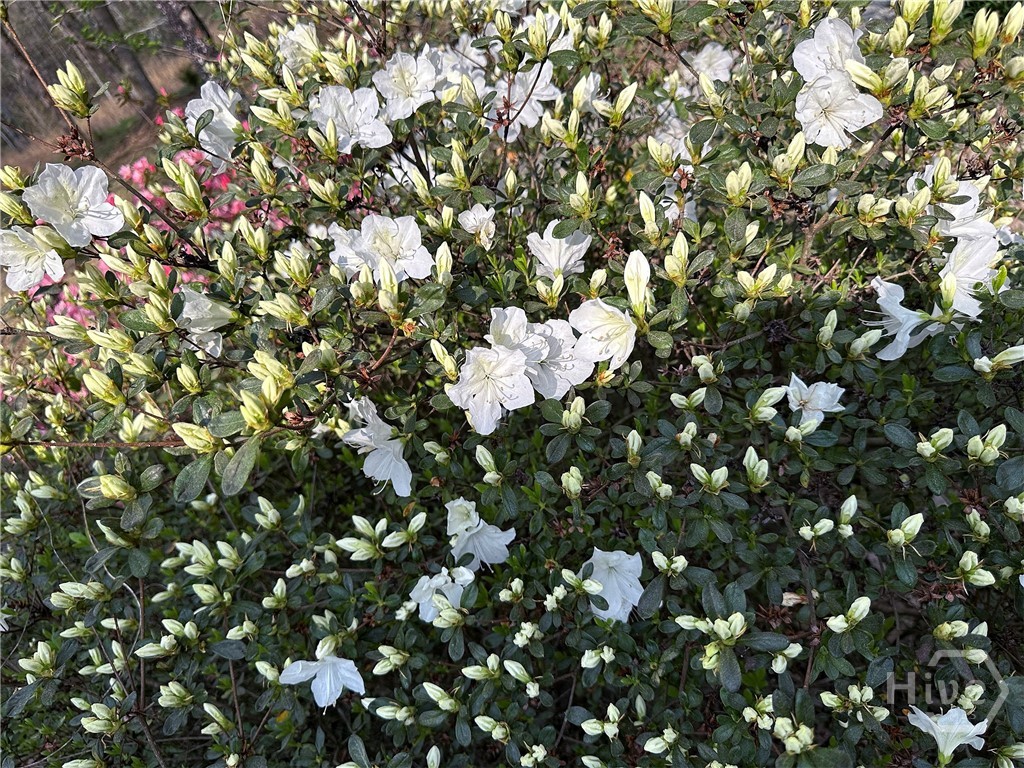 1104 Farm Road Colbert, GA 30628 - Photo 33 of 39 Azalea