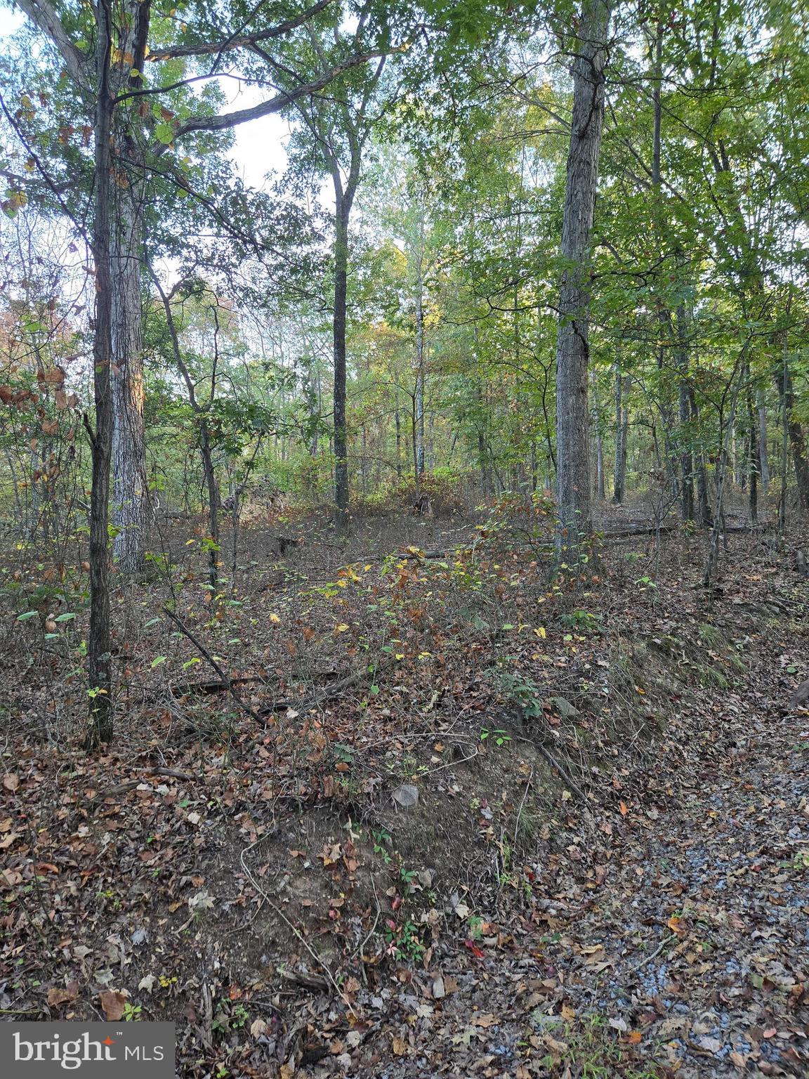a view of a forest with trees in the background