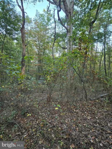 a view of a forest that has a tree