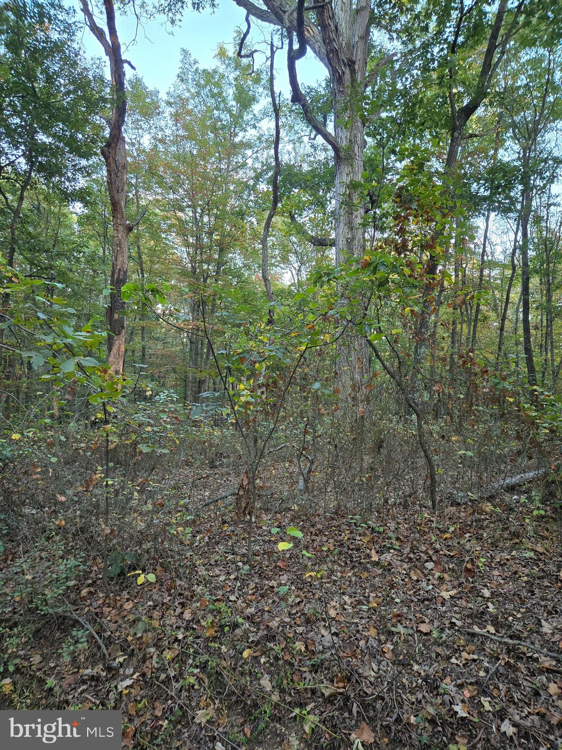 Hungaria Road Berkeley Springs, WV 25411 - Photo 2 of 4 a view of a forest that has a tree