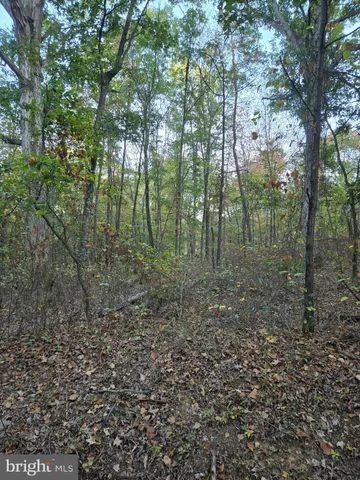 a view of a forest with trees