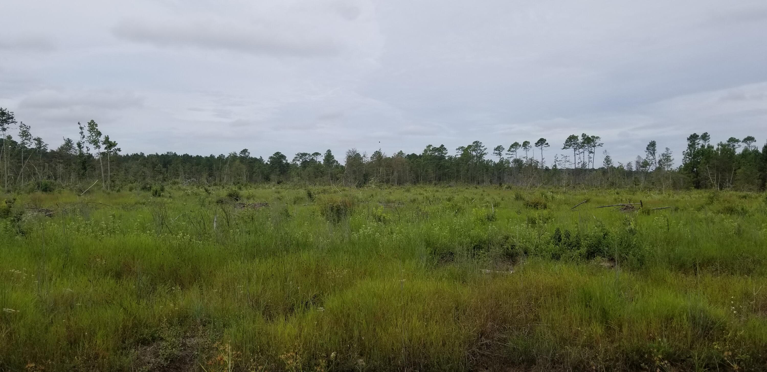 0 Rhode Drive Cottageville, SC 29435 - Photo 5 of 10 20240906_105818