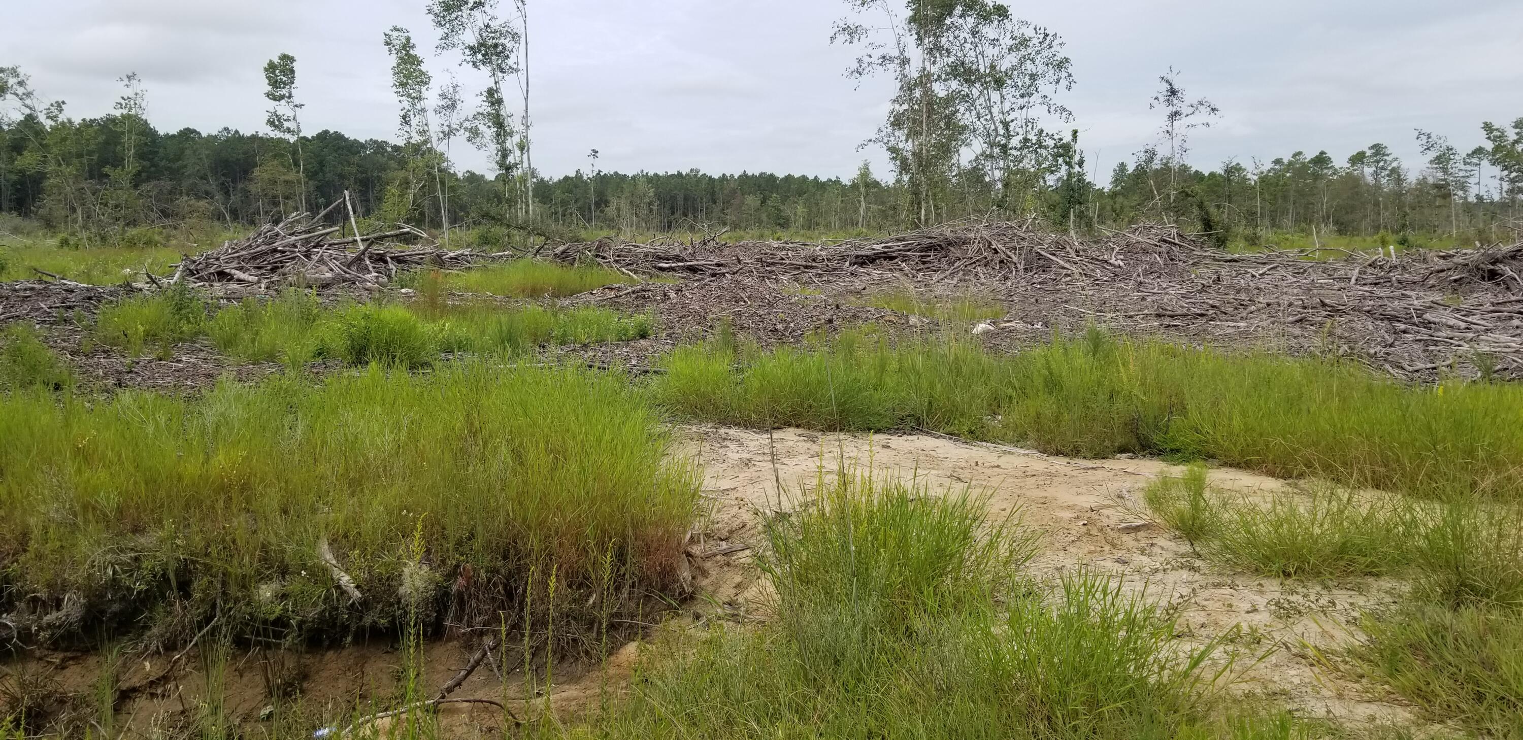 0 Rhode Drive Cottageville, SC 29435 - Photo 10 of 10 20240906_105526