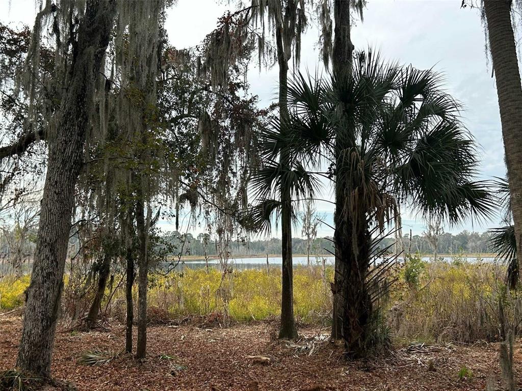 Faye Street Hawthorne, FL 32640 - Photo 3 of 6 a view of a palm trees in a backyard