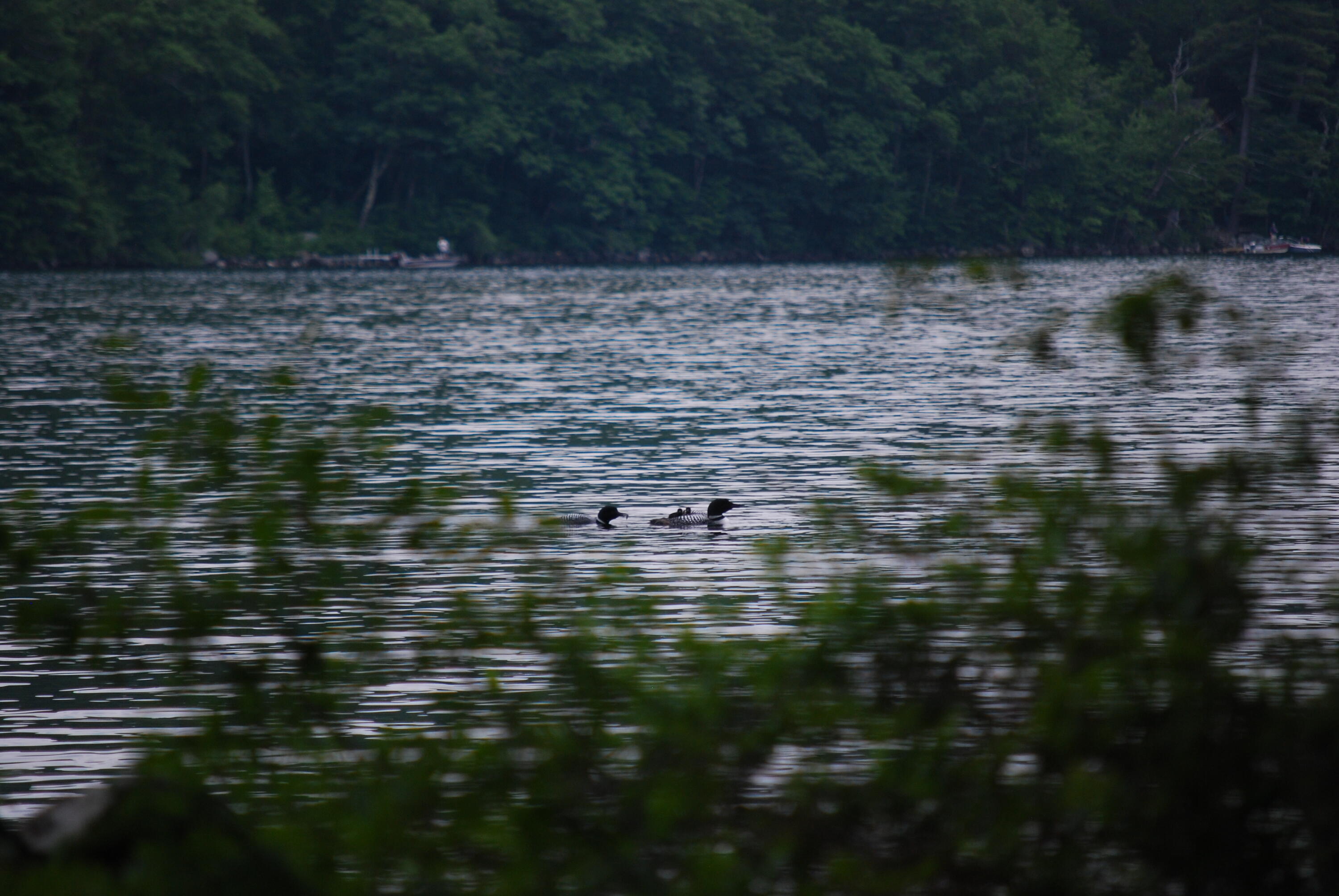 160 Peninsula Drive Rome, ME 04963 - Photo 73 of 73 Loons with chicks