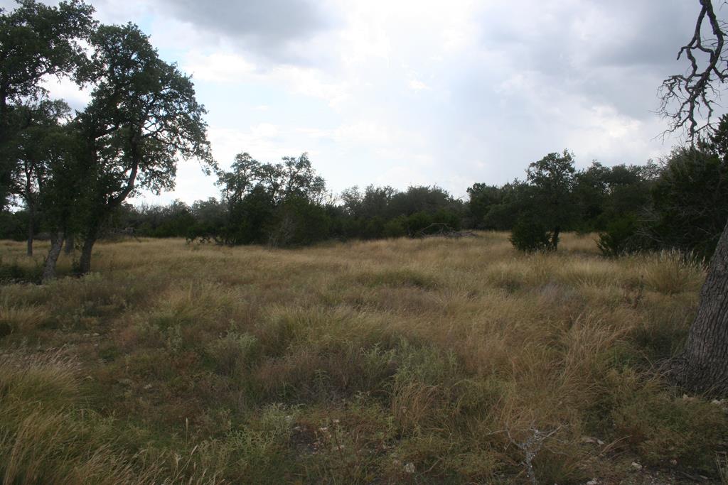 a view of a field of grass and trees