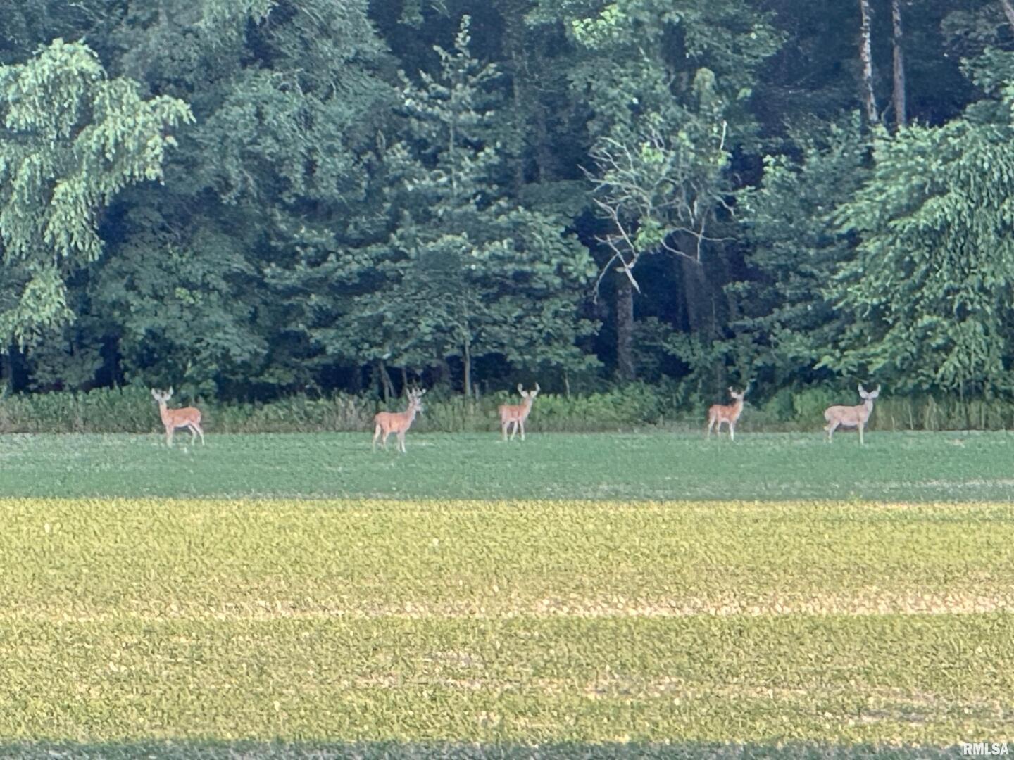 878 County Road 600N Sims, IL 62886 - Photo 5 of 82 a view of a park and trees