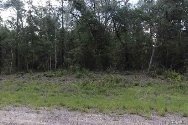 a view of a forest with trees in the background