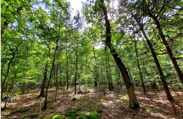 a view of a forest with trees