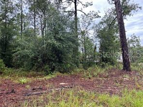 121 Southeast State Road Morriston, FL 32668 - Photo 3 of 4 a backyard of a house with lots of green space