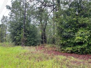 121 Southeast State Road Morriston, FL 32668 - Photo 4 of 4 a view of outdoor space and green space