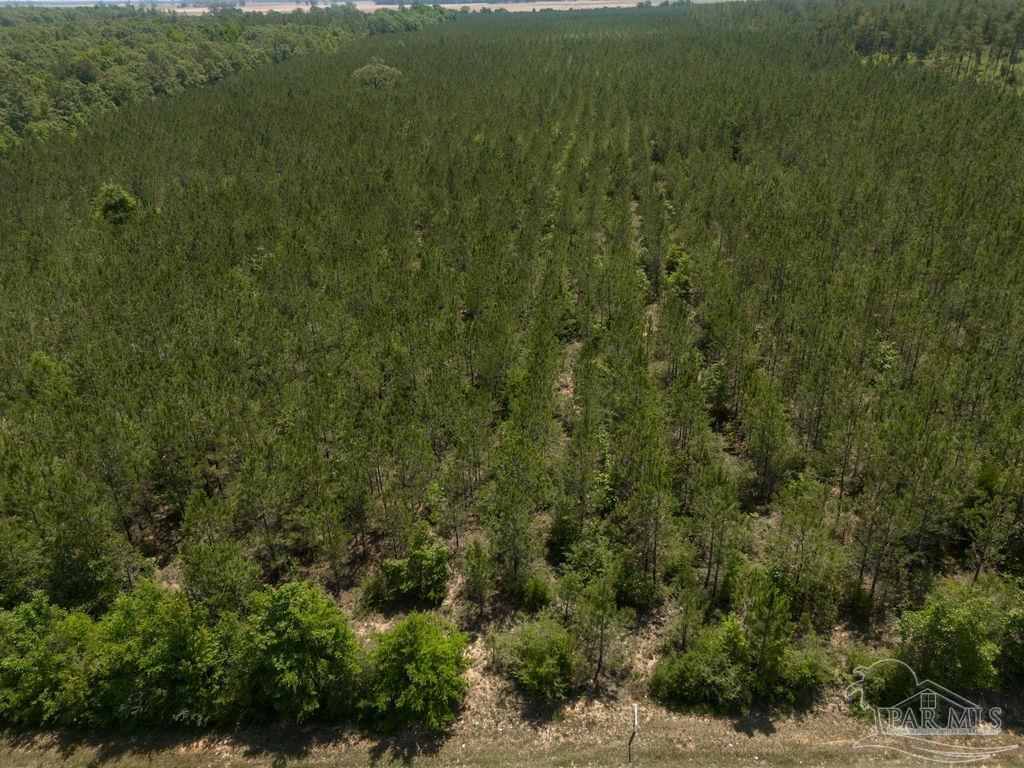 12 Bud Diamond Road Jay, FL 32565 - Photo 9 of 19