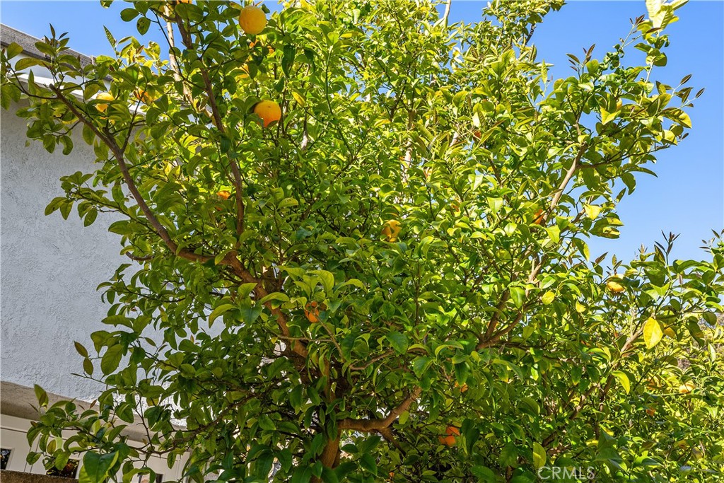 31041 Augusta Drive Laguna Niguel, CA 92677 - Photo 28 of 35 a view of a plant with a tree