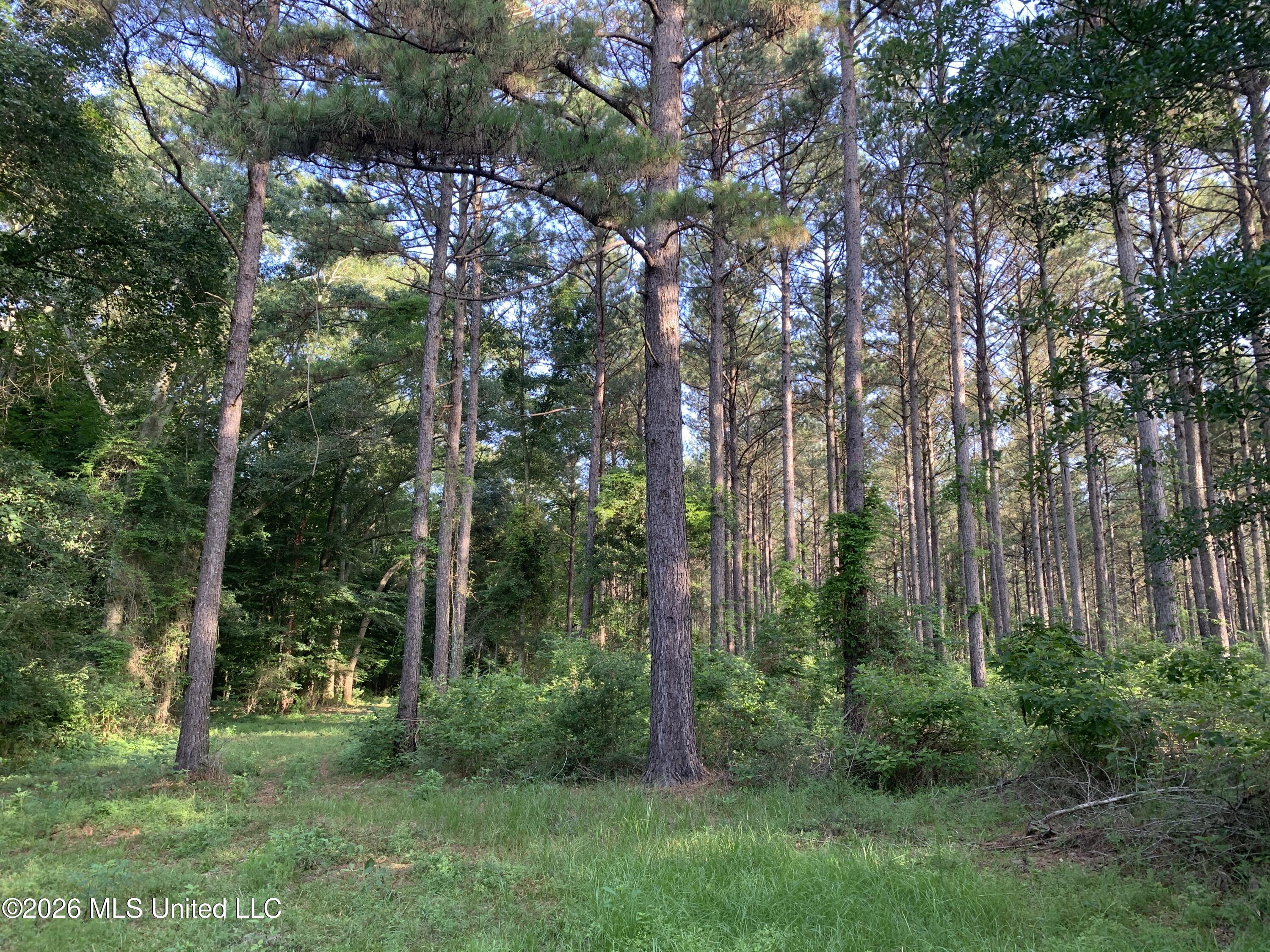 0 Griffin Road Tylertown, MS 39667 - Photo 17 of 17 IMG_8001