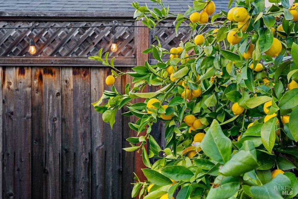 1210 Maple Drive Rohnert Park, CA 94928 - Photo 54 of 77