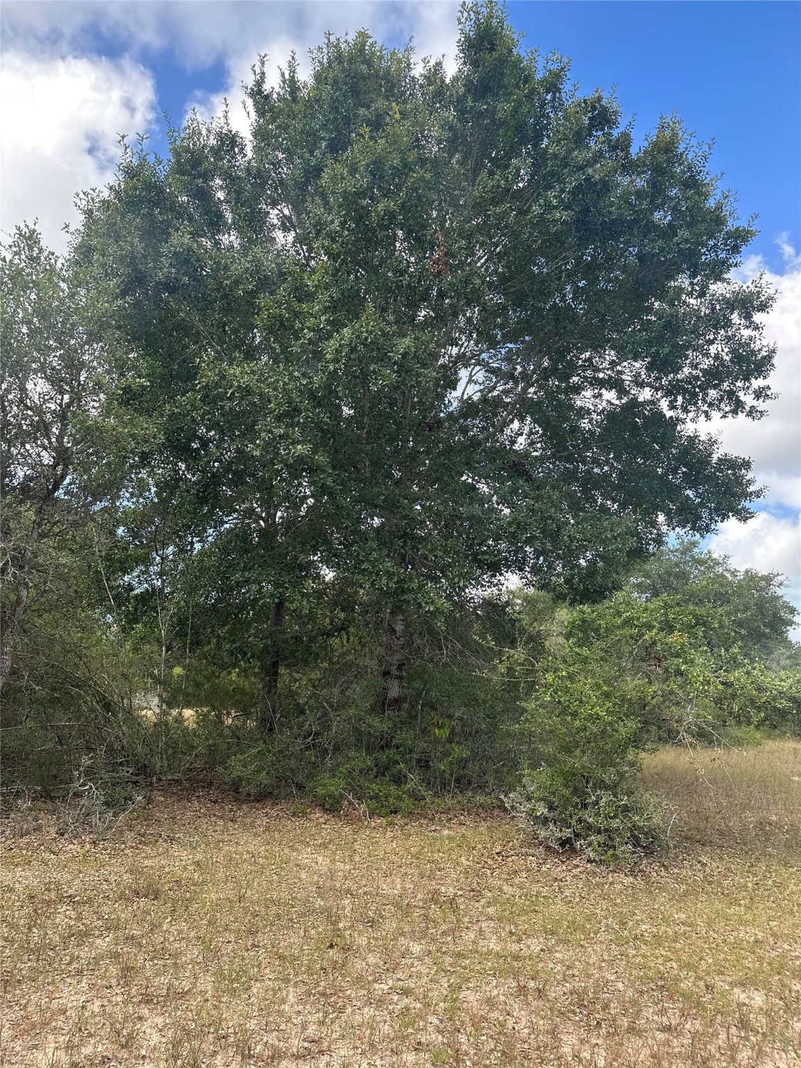 273 Cr 273 Road Sheridan, TX 77475 - Photo 2 of 9 a view of a yard with a tree
