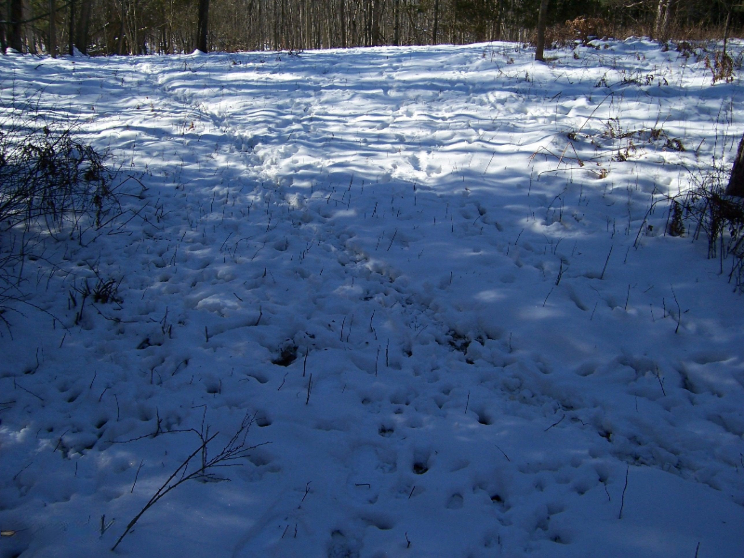 1443 Cutler Road Northeast Blanchard, MI 49310 - Photo 25 of 53 100_4734