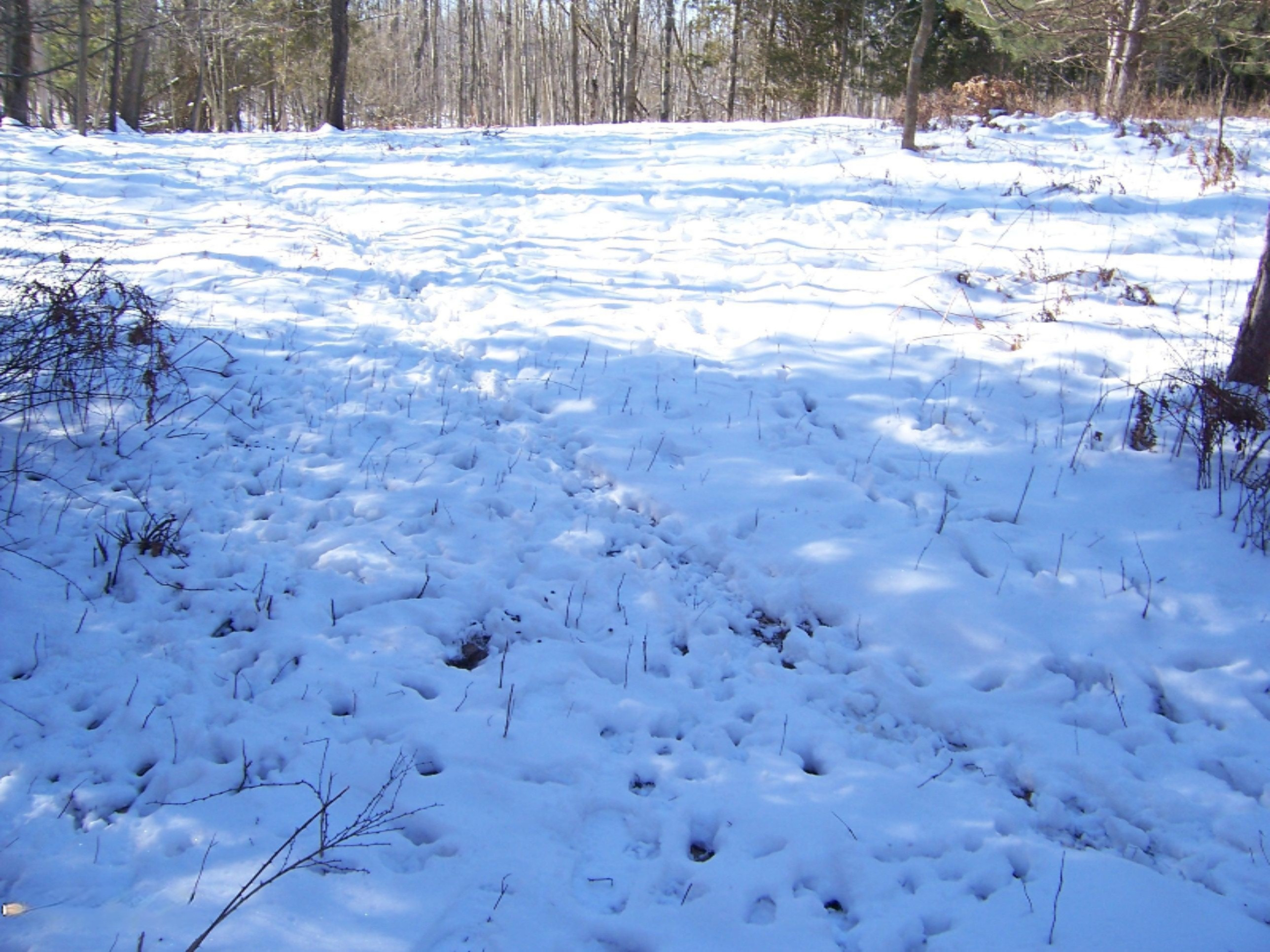 1443 Cutler Road Northeast Blanchard, MI 49310 - Photo 26 of 53 100_4735