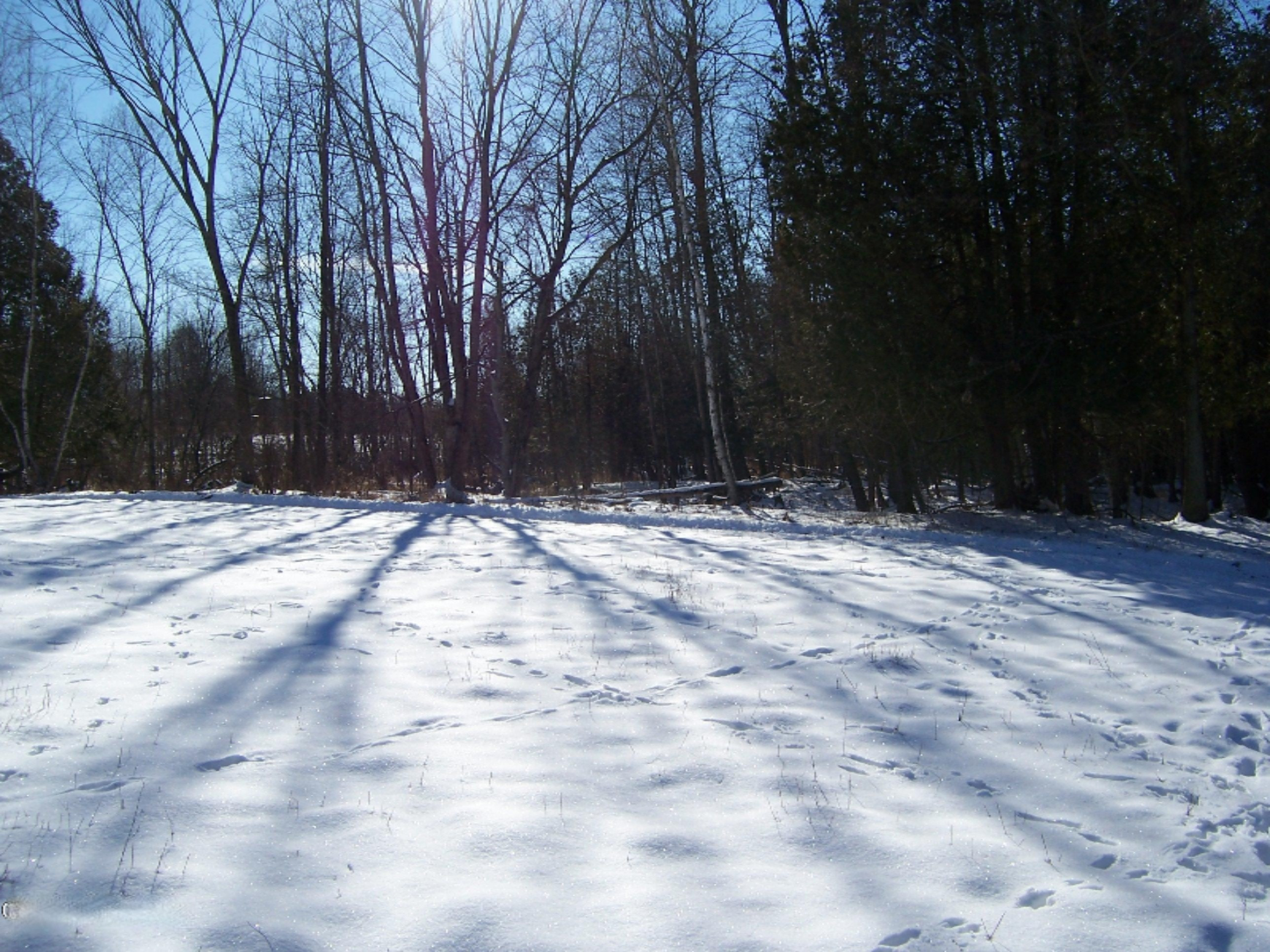 1443 Cutler Road Northeast Blanchard, MI 49310 - Photo 32 of 53 100_4741