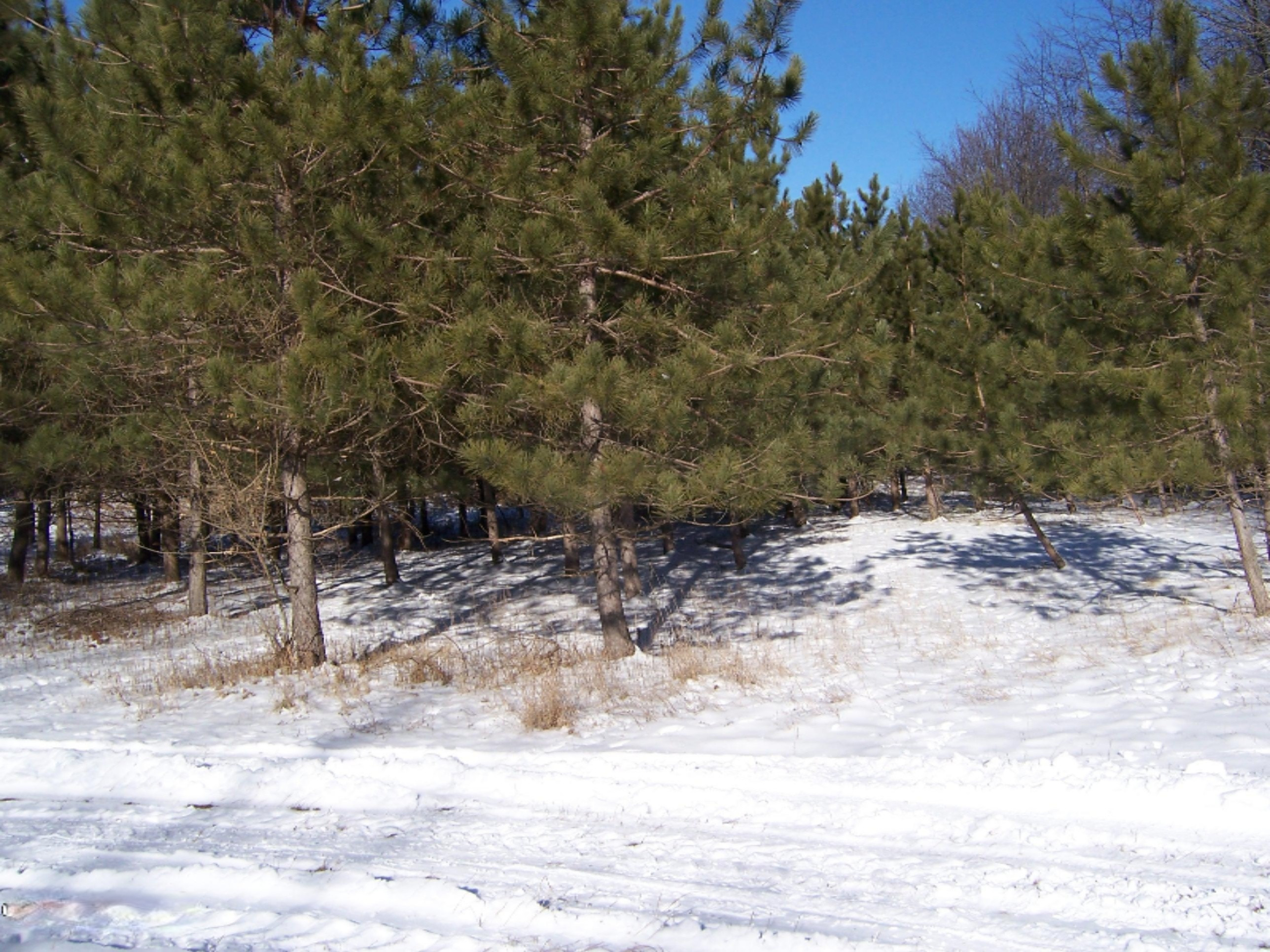 1443 Cutler Road Northeast Blanchard, MI 49310 - Photo 33 of 53 100_4742