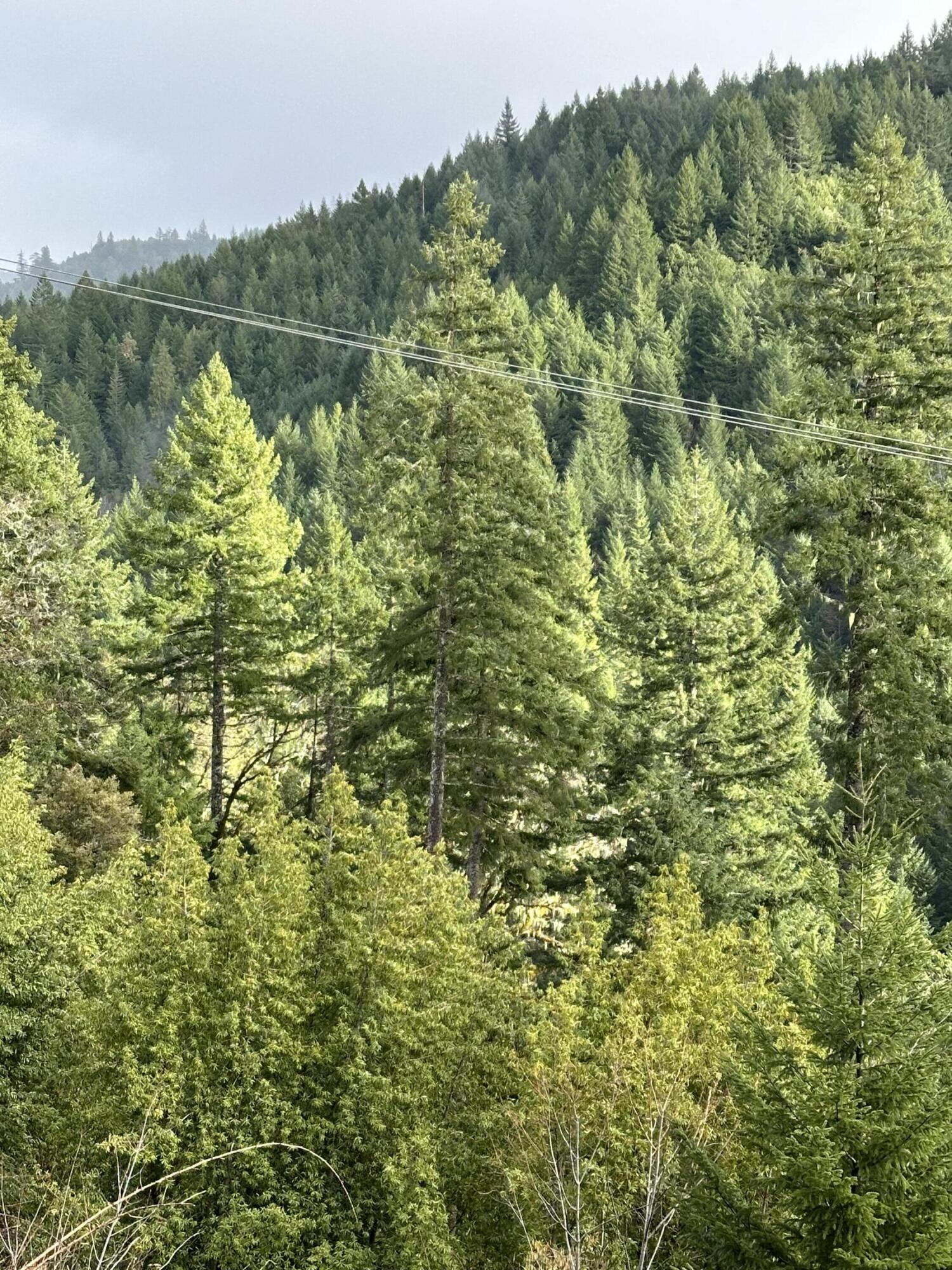 2 Hwy 299 Road Blue Lake, CA 95525 - Photo 2 of 4