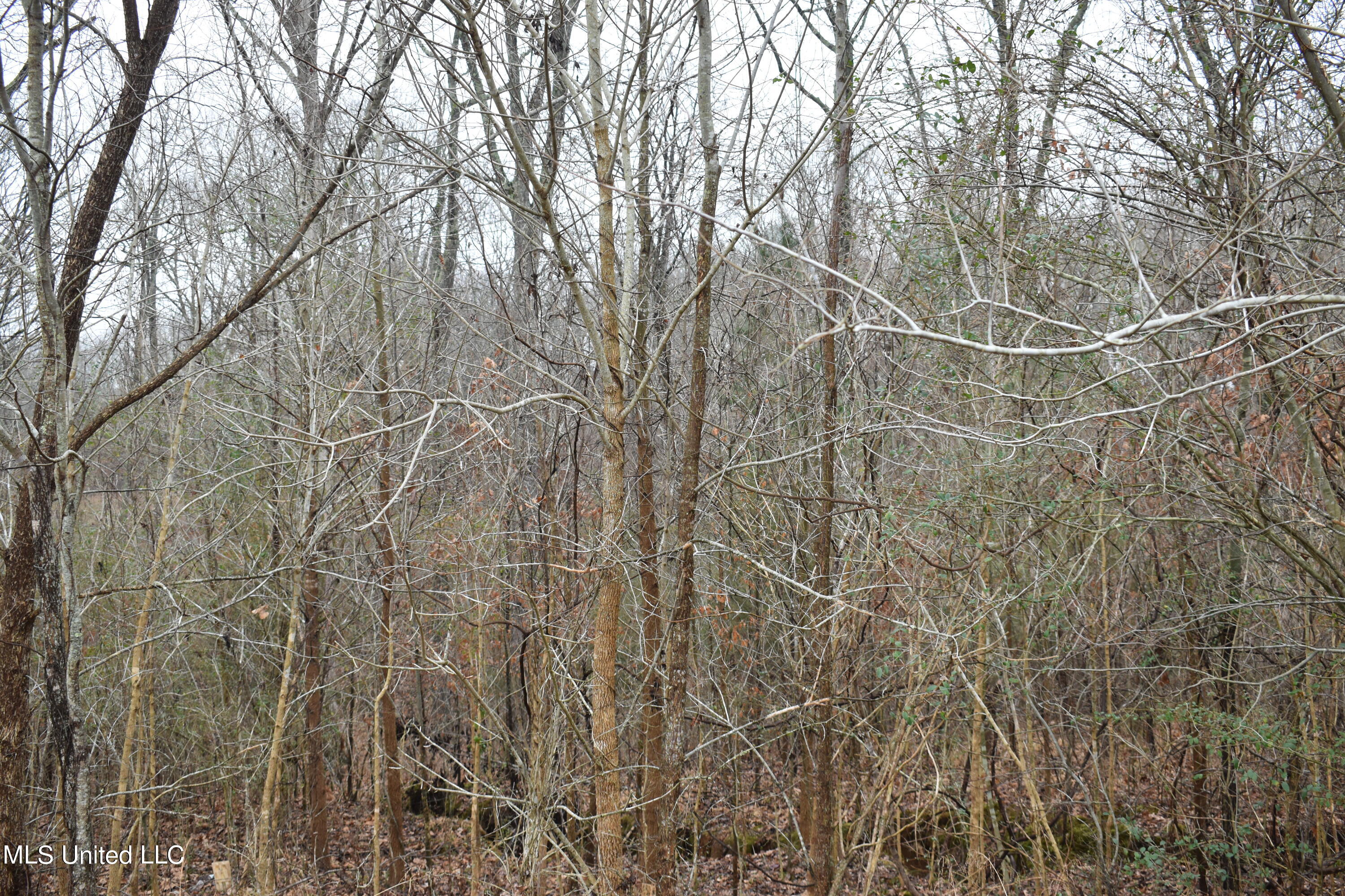 102 Ridgewood Cove Coldwater, MS 38618 - Photo 2 of 3 DSC_0018