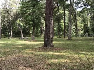 a view of a tree in a yard