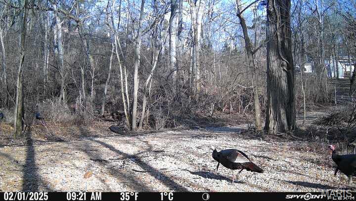 0 Bar Road Pacific, MO 63069 - Photo 45 of 47