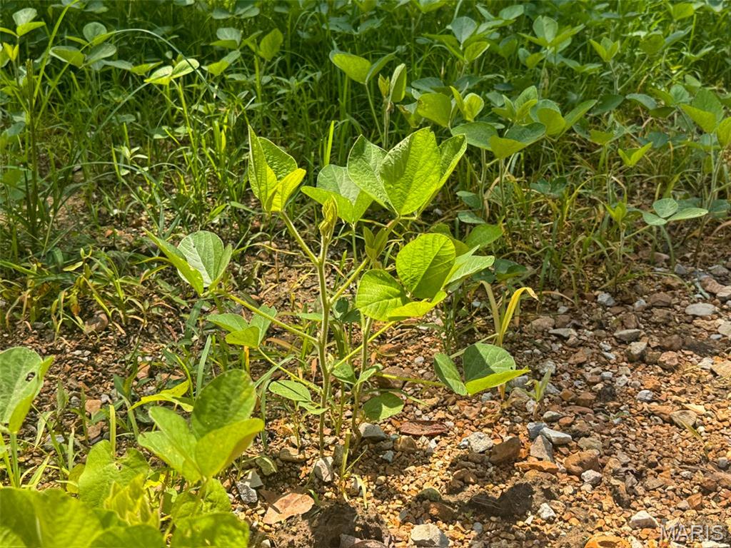 0 Bar Road Pacific, MO 63069 - Photo 10 of 47