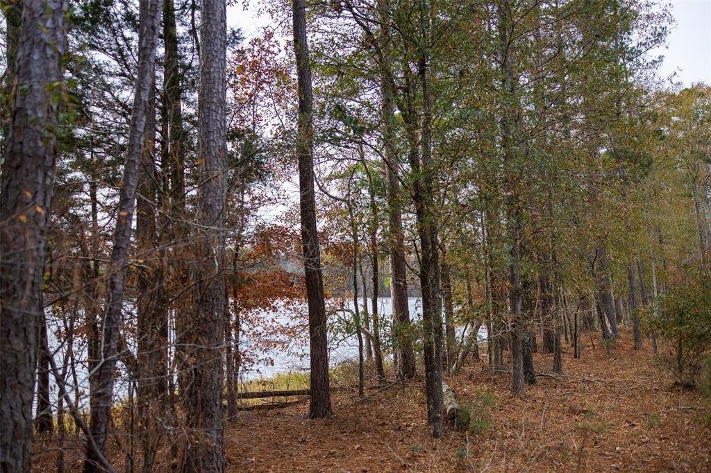 0 County Road 1211 Center, TX 75935 - Photo 11 of 38 a view of a yard