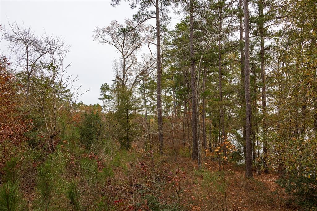 0 County Road 1211 Center, TX 75935 - Photo 13 of 38 a view of forest