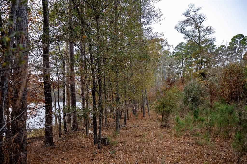 0 County Road 1211 Center, TX 75935 - Photo 10 of 38 a view of a forest with trees in the background