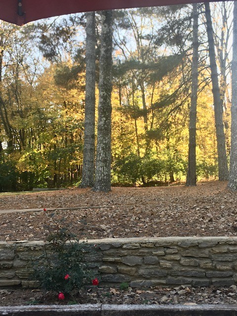 6329 Johnson Chapel Road West Brentwood, TN 37027 - Photo 94 of 94 a view of a yard with trees
