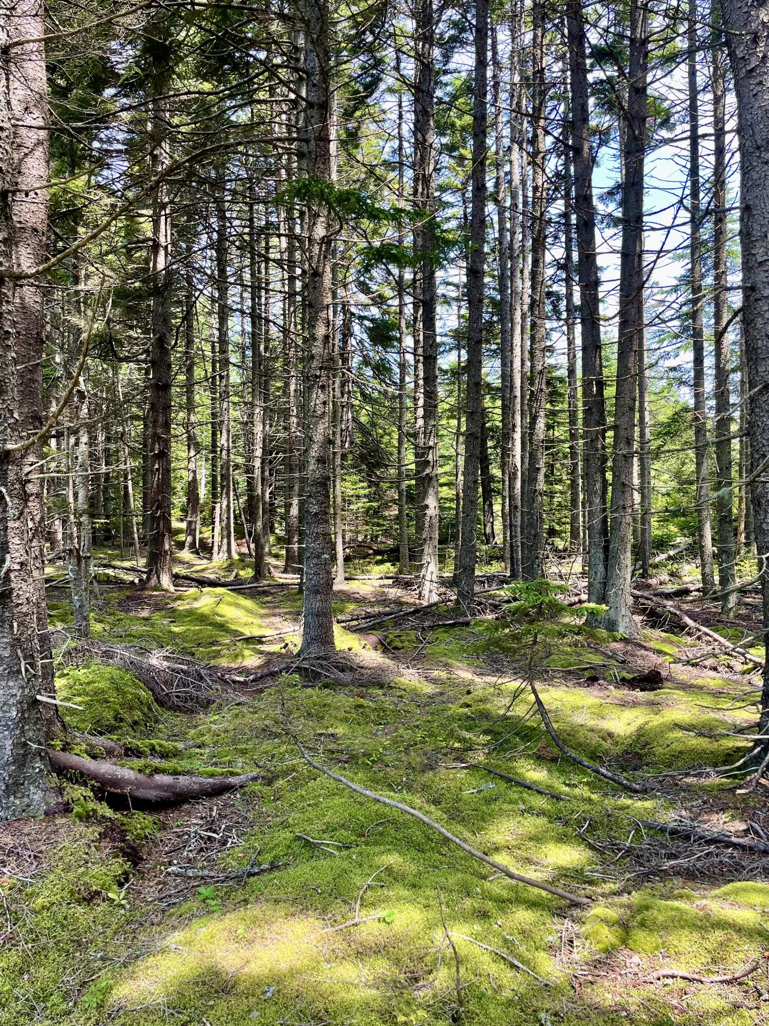0 Ocean View Road Vinalhaven, ME 04863 - Photo 3 of 5 IMG_9010