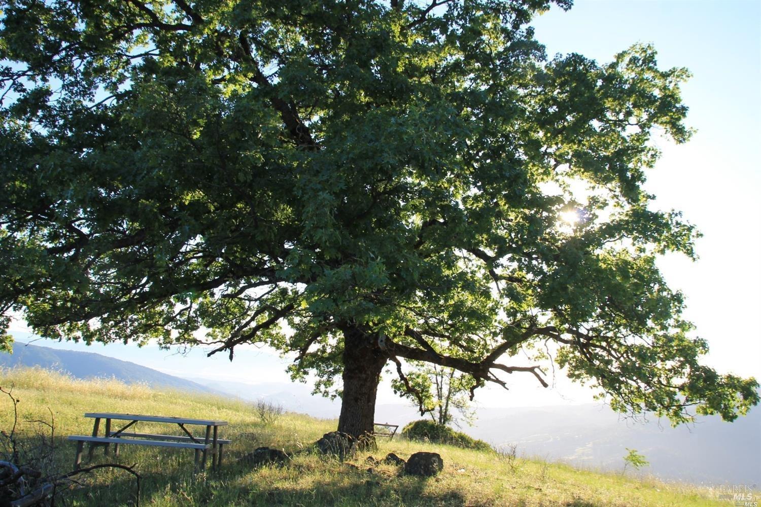 0 Mendocino Pass Road Covelo, CA 95428 - Photo 8 of 19 a view of tree